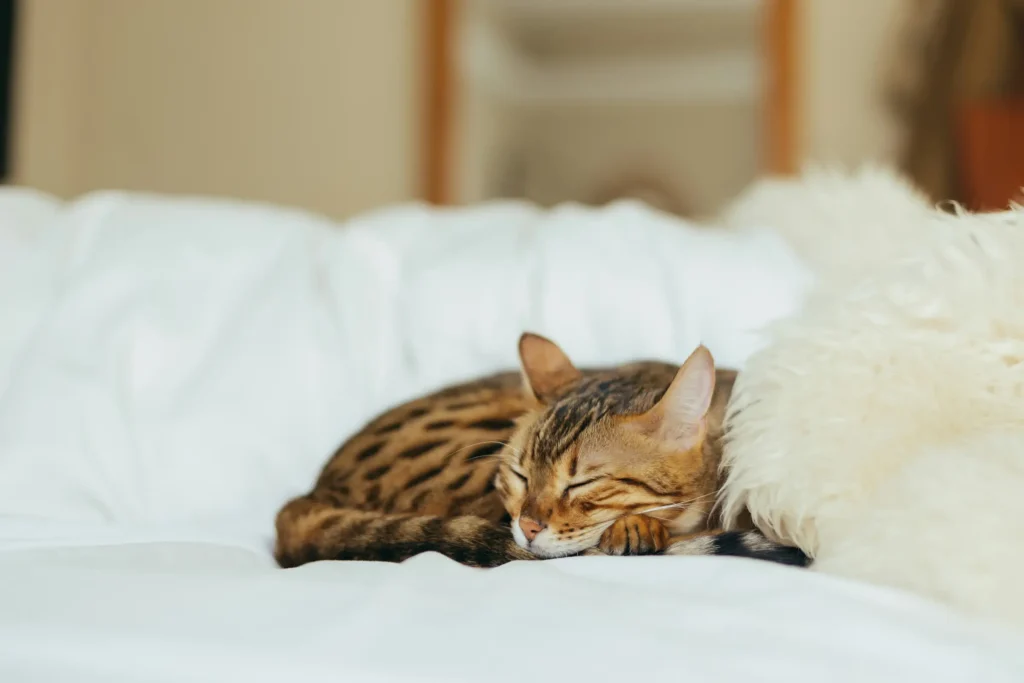 L’intuition à son paroxysme : Ce que nos animaux ont à nous dire - Nadine Chadefaux